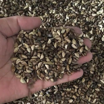皇竹草种子新型杂交高产牧草种子四季可种发芽率98%