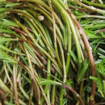 野生芦蒿品质好量大从优
