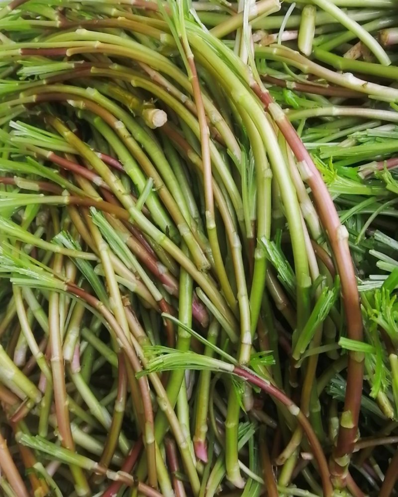 野生芦蒿品质好量大从优