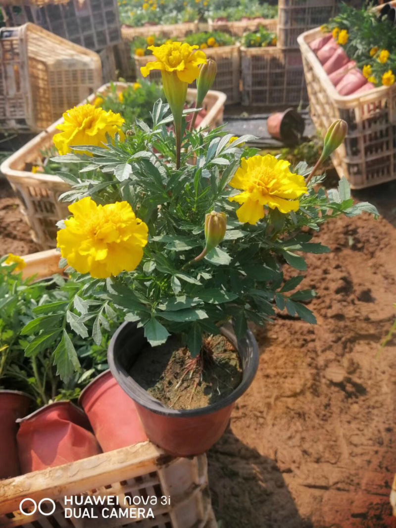 孔雀草、，时令草花孔雀草，质优价廉青州产地