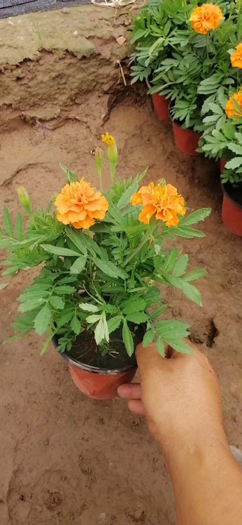 孔雀草、，时令草花孔雀草，质优价廉青州产地