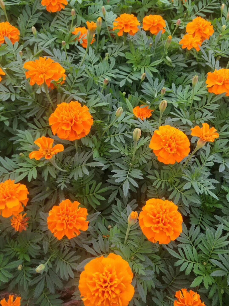 孔雀草、，时令草花孔雀草，质优价廉青州产地