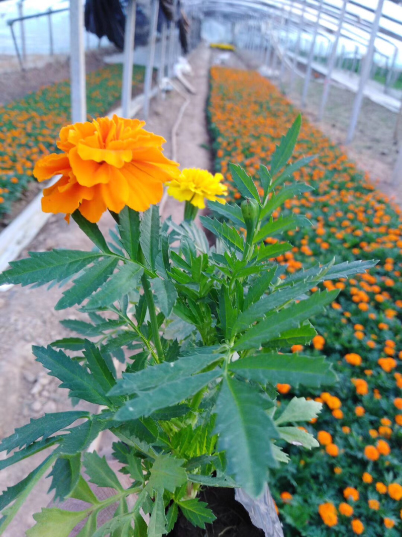 孔雀草、，时令草花孔雀草，质优价廉青州产地