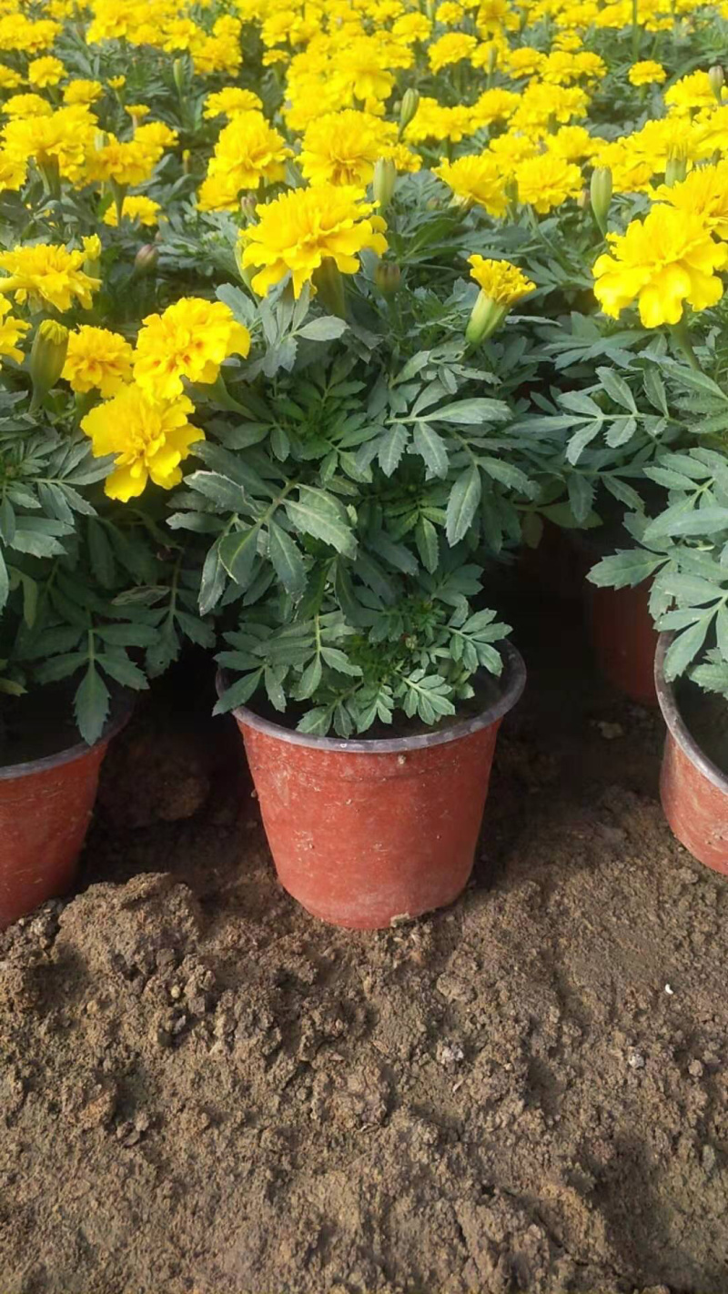 孔雀草、，时令草花孔雀草，质优价廉青州产地