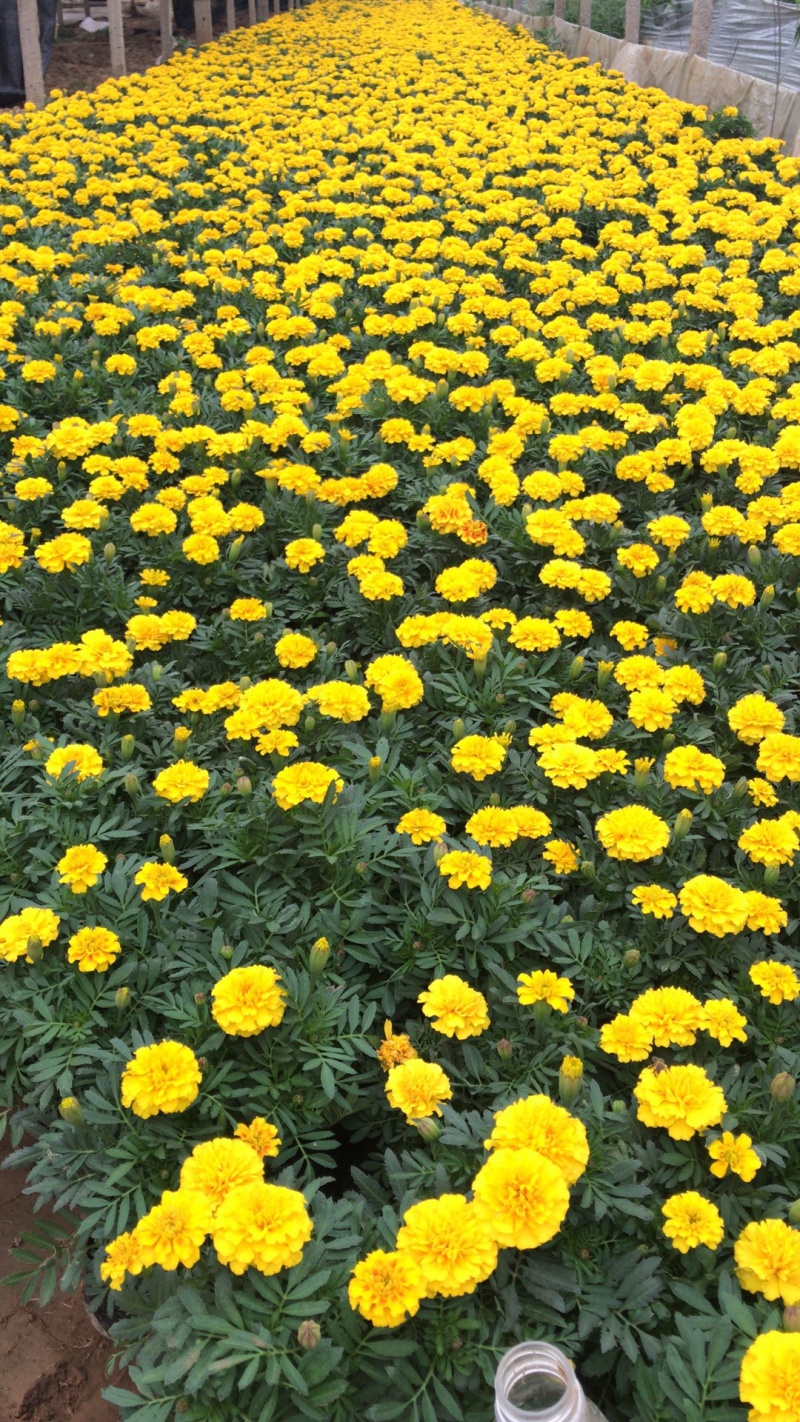 孔雀草、，时令草花孔雀草，质优价廉青州产地