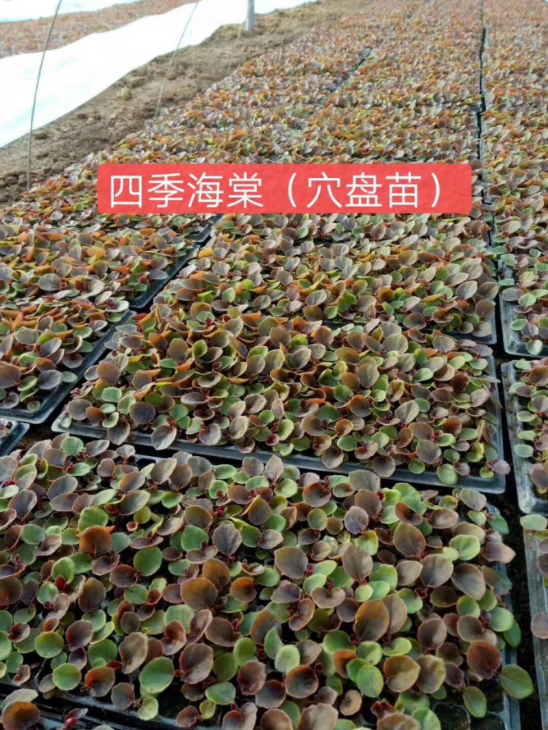 四季海棠，盆栽花，海棠。室内观赏产地直销