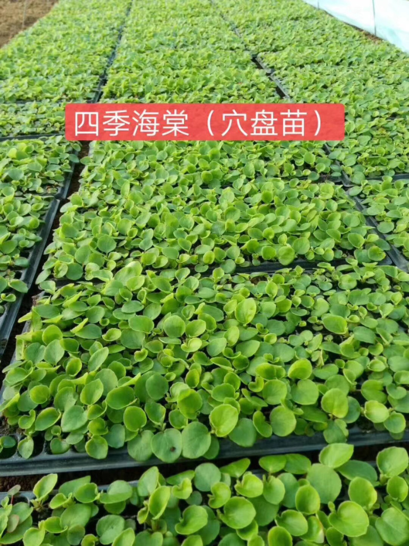 四季海棠，盆栽花，海棠。室内观赏产地直销