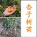 新品种巨型紫杏树苗-李广杏-胭脂-丰园77～红丰-包品种