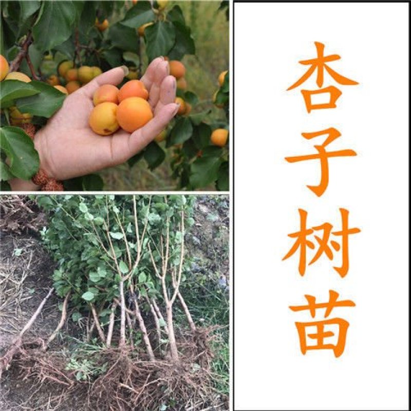 新品种巨型紫杏树苗-李广杏-胭脂-丰园77～红丰-包品种