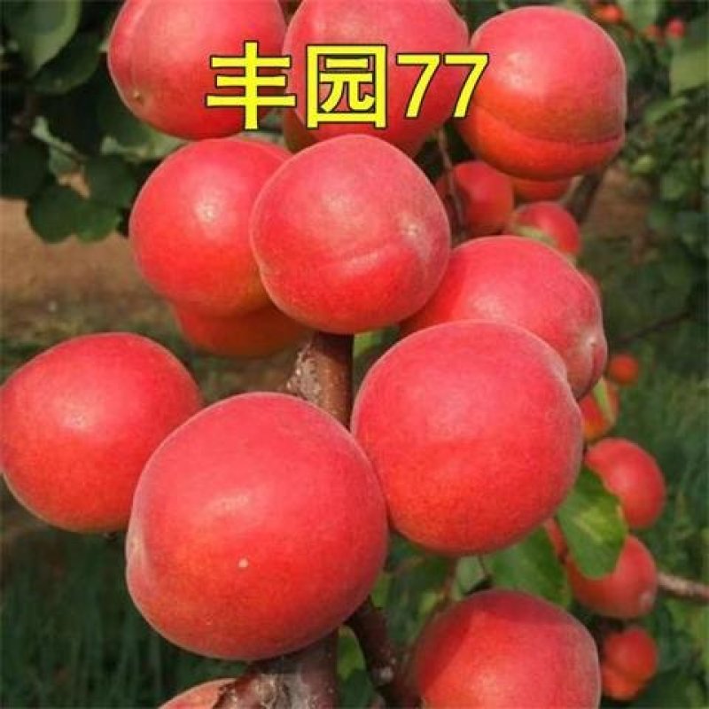 新品种巨型紫杏树苗-李广杏-胭脂-丰园77～红丰-包品种