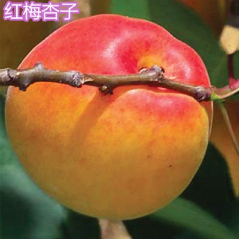 新品种巨型紫杏树苗-李广杏-胭脂-丰园77～红丰-包品种