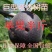 新品种巨型紫杏树苗-李广杏-胭脂-丰园77～红丰-包品种