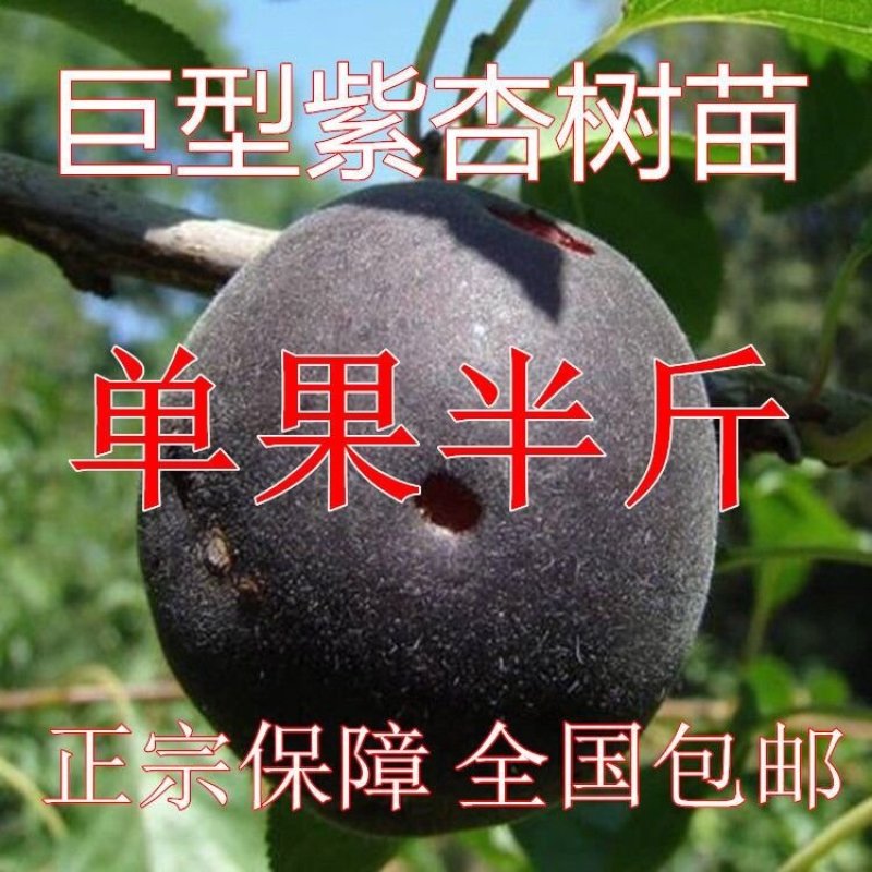 新品种巨型紫杏树苗-李广杏-胭脂-丰园77～红丰-包品种