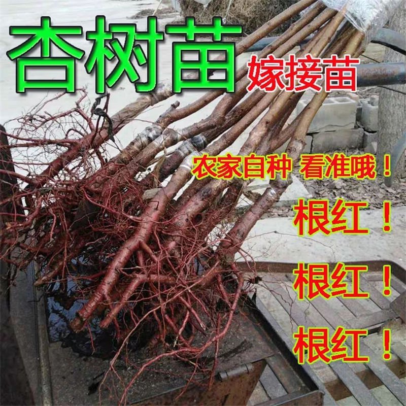 新品种巨型紫杏树苗-李广杏-胭脂-丰园77～红丰-包品种