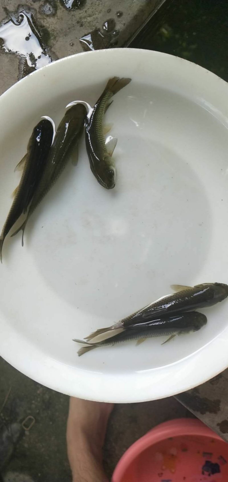 【推荐】青鱼苗/黑鲩鱼苗/自孵水花超低价全国包邮