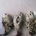 包邮雪莲花.西藏雪莲花.藏雪莲，正品西藏货！