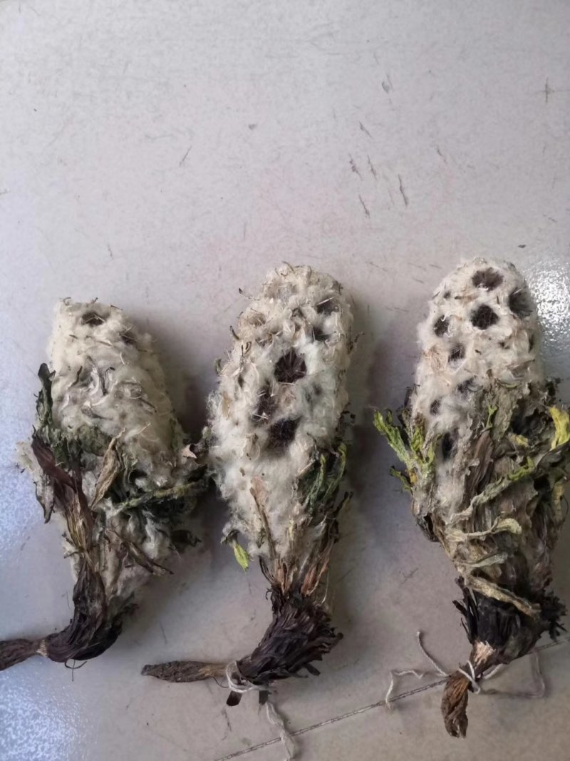 包邮雪莲花.西藏雪莲花.藏雪莲，正品西藏货！