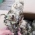包邮雪莲花.西藏雪莲花.藏雪莲，正品西藏货！