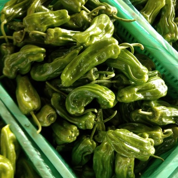 山东临沂5号椒,薄皮辣椒,芜湖椒,鲜辣椒,
