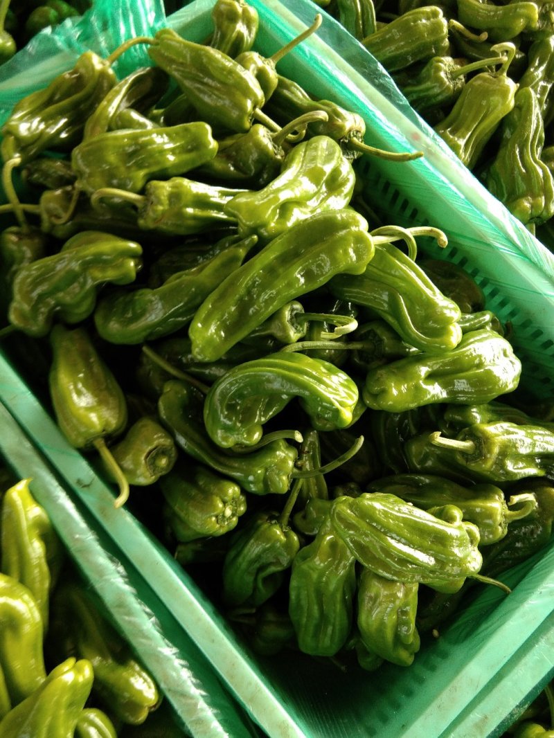 山东临沂5号椒，薄皮辣椒，芜湖椒，鲜辣椒，
