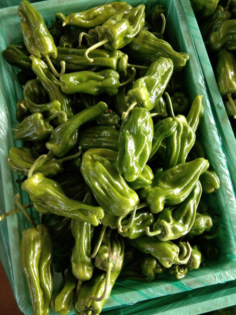 山东临沂5号椒，薄皮辣椒，芜湖椒，鲜辣椒，