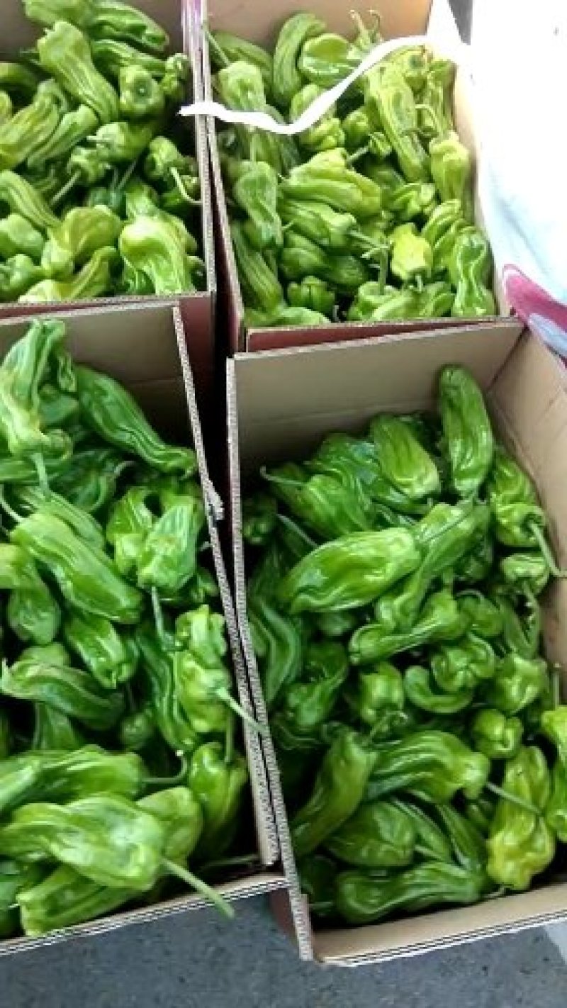 山东临沂5号椒，薄皮辣椒，芜湖椒，鲜辣椒，