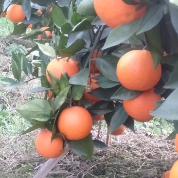 三月的金秀蜜橙大量精品供应上市，欢迎实力老板