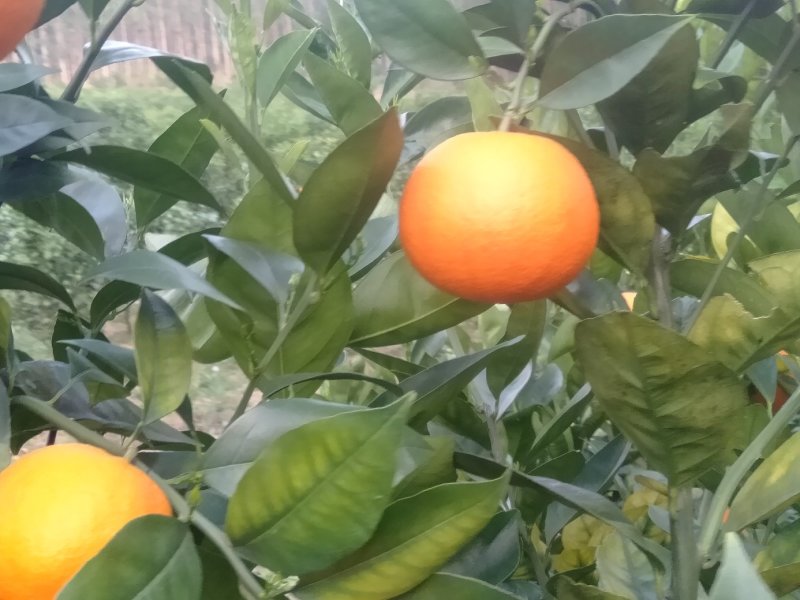 三月的金秀蜜橙大量精品供应上市，欢迎实力老板