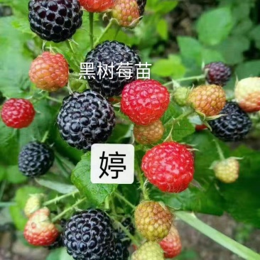 树莓苗苗圃基地直发高成活高产量提供种植技术放心苗