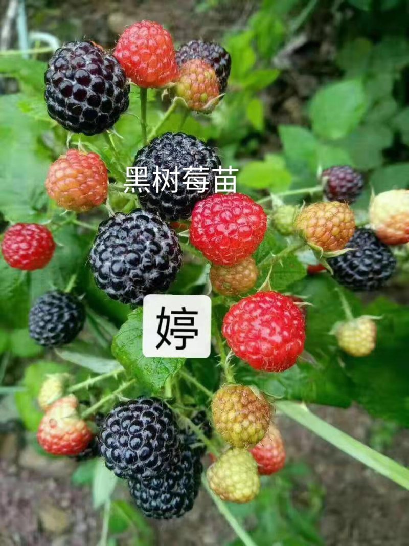 树莓苗苗圃基地直发高成活高产量提供种植技术放心苗