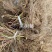 树莓苗苗圃基地直发高成活高产量提供种植技术放心苗