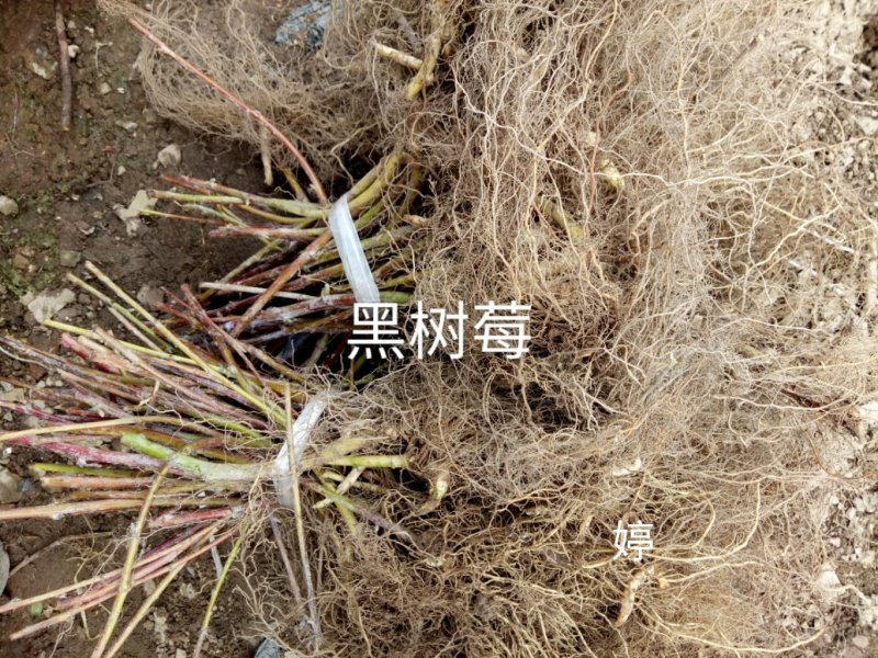 树莓苗苗圃基地直发高成活高产量提供种植技术放心苗