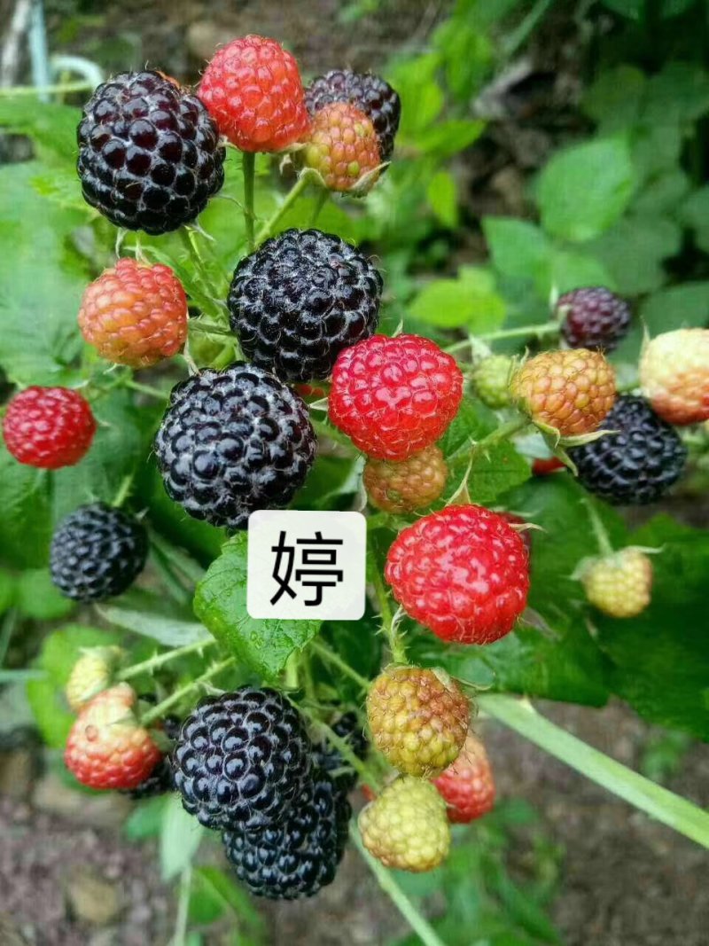 树莓苗苗圃基地直发高成活高产量提供种植技术放心苗