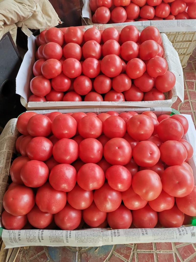 （热销）河北邯郸西红柿苗基地直供全国发货，根系发达，货足