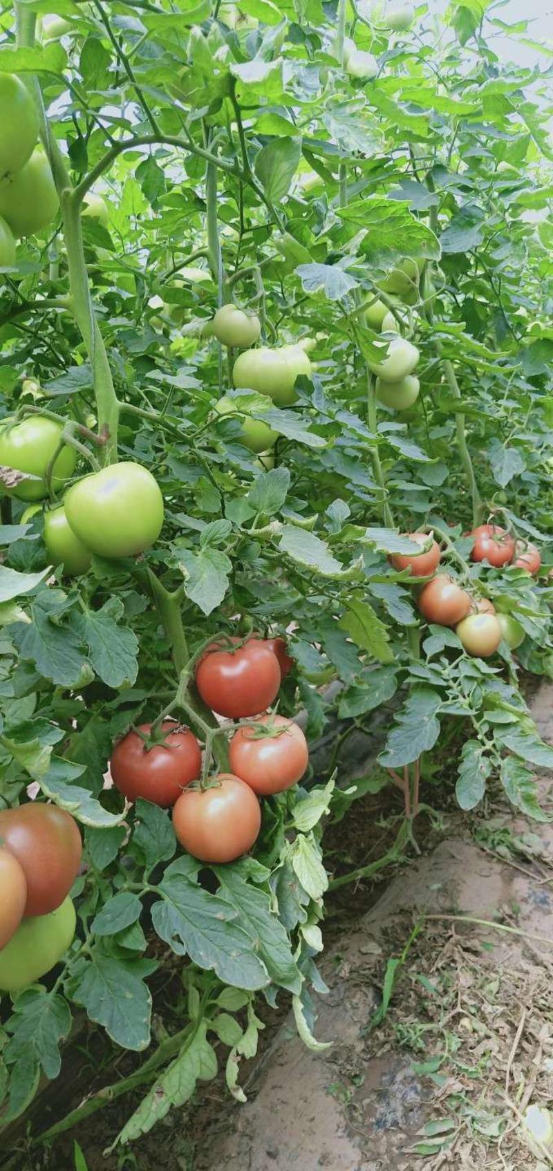 （热销）河北邯郸西红柿苗基地直供全国发货，根系发达，货足