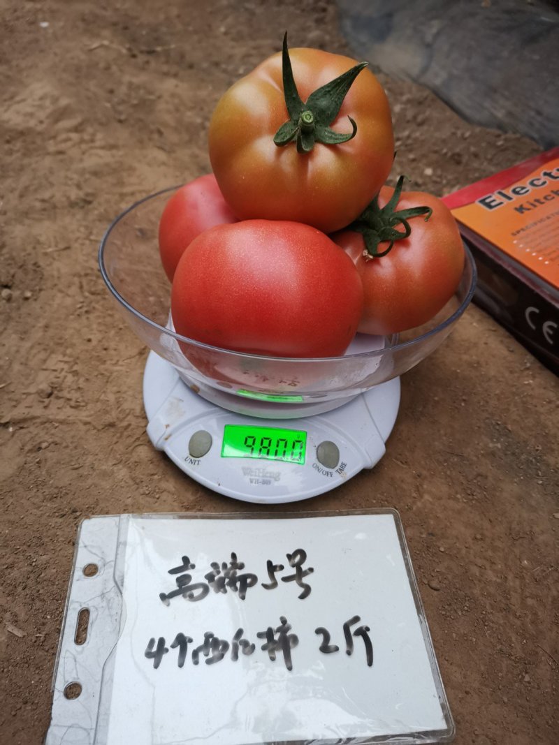 （热销）河北邯郸西红柿苗基地直供全国发货，根系发达，货足