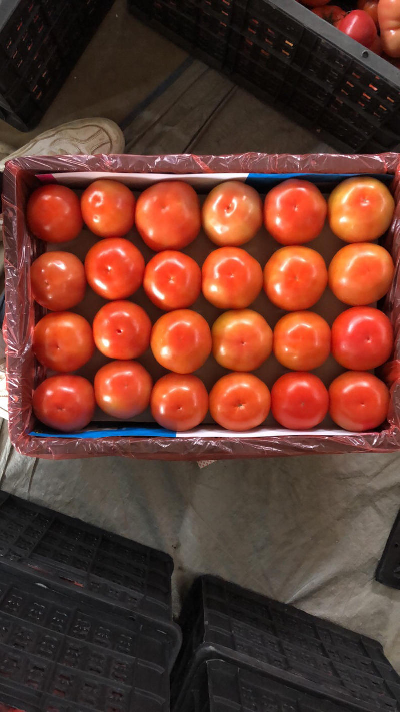 大红硬果精品硬粉西红柿大量上市大红弧三以上现摘