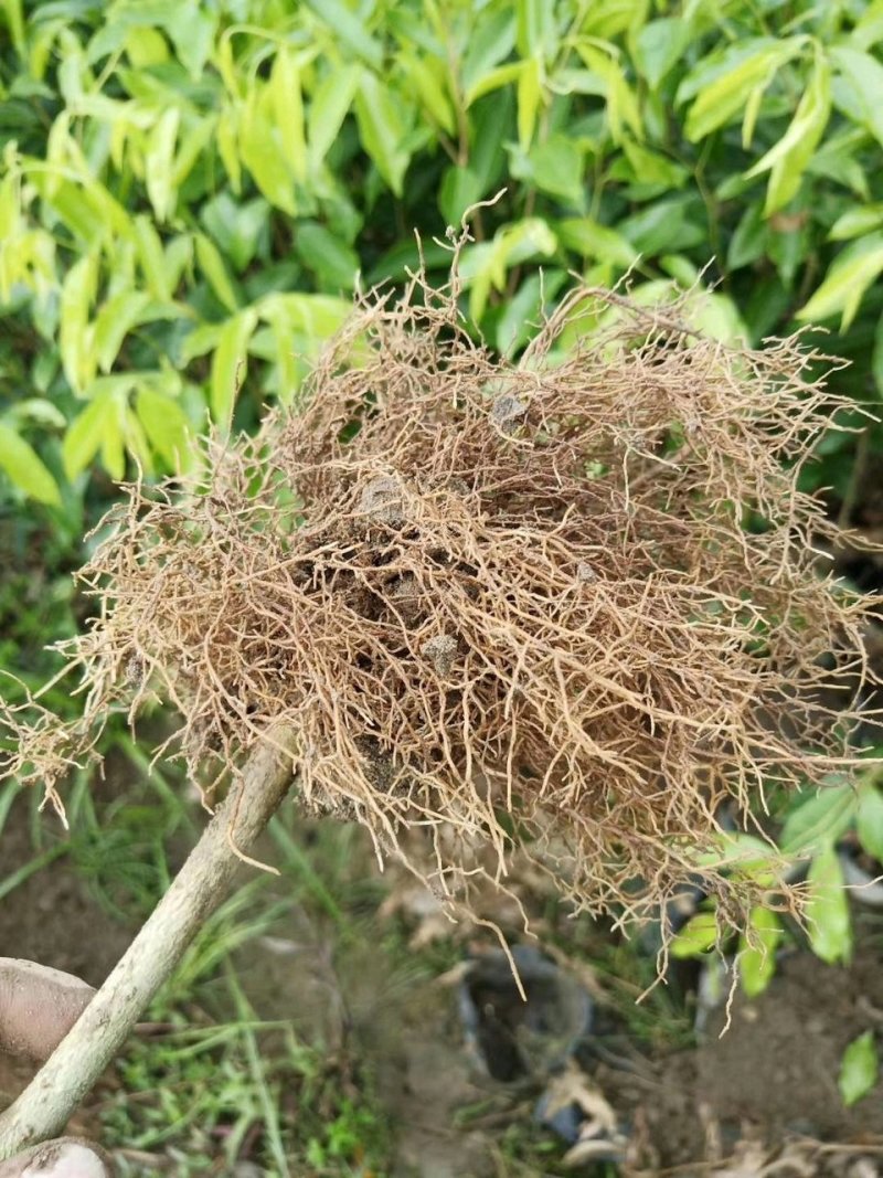 沉香苗奇楠嫁接苗沉香小苗