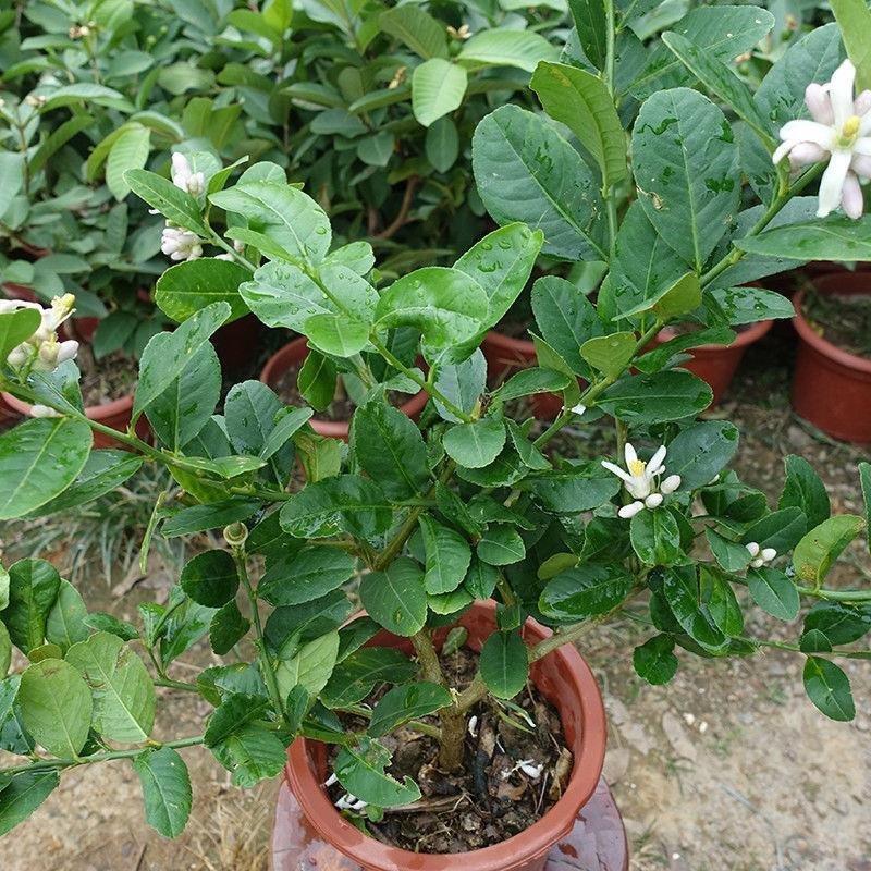无籽青柠檬苗当年结果包邮