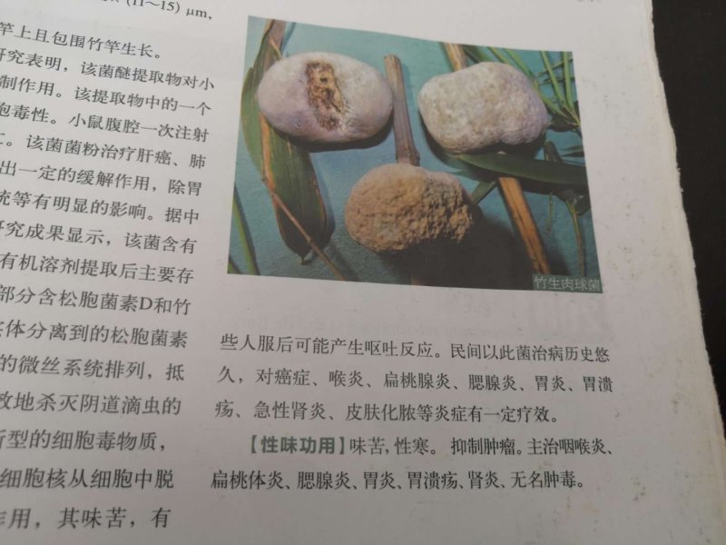 包邮纯野生虎乳灵芝.竹菌.竹生肉球菌.虎奶灵芝。