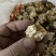 羊肚菌干品根正在销售中。