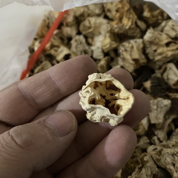 羊肚菌干品根正在销售中。