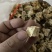 羊肚菌干品根正在销售中。