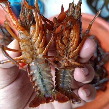 微山湖优质各种规格小龙虾
