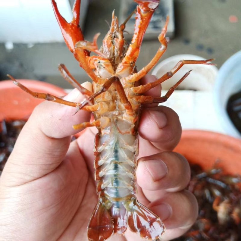 微山湖优质各种规格小龙虾