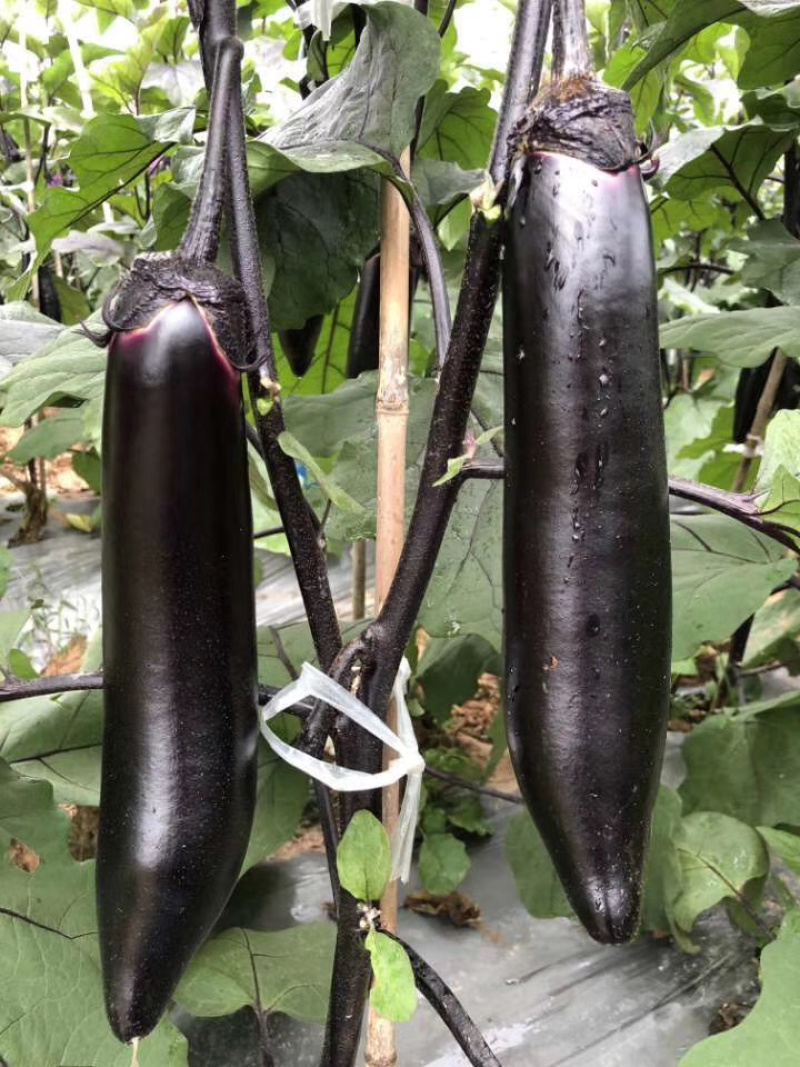 茄子苗，提前预定，有优惠，基地直供。