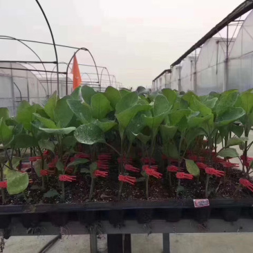 茄子苗，提前预定，有优惠，基地直供。