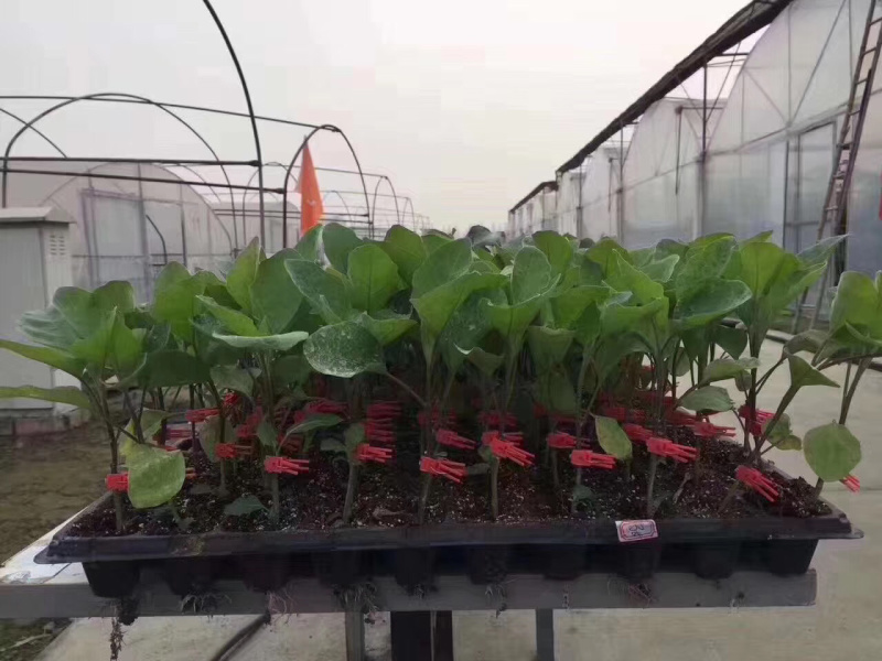 茄子苗，提前预定，有优惠，基地直供。