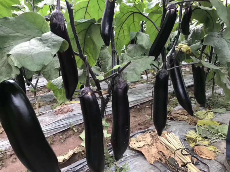 茄子苗，提前预定，有优惠，基地直供。