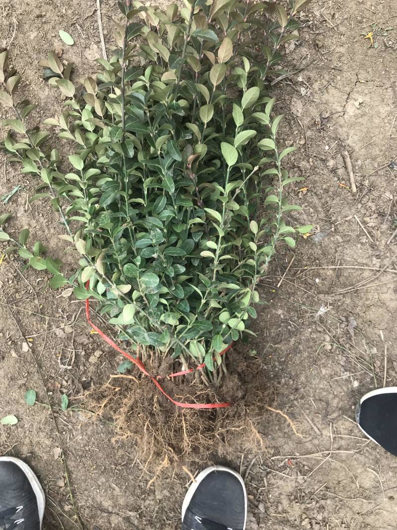 卫矛苗大叶扶芳藤卫矛卫矛球成活率99